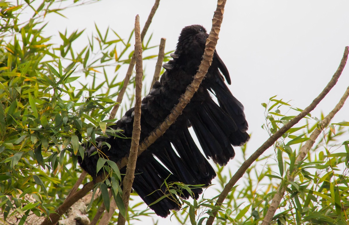 Smooth-billed Ani - Abril Galvan