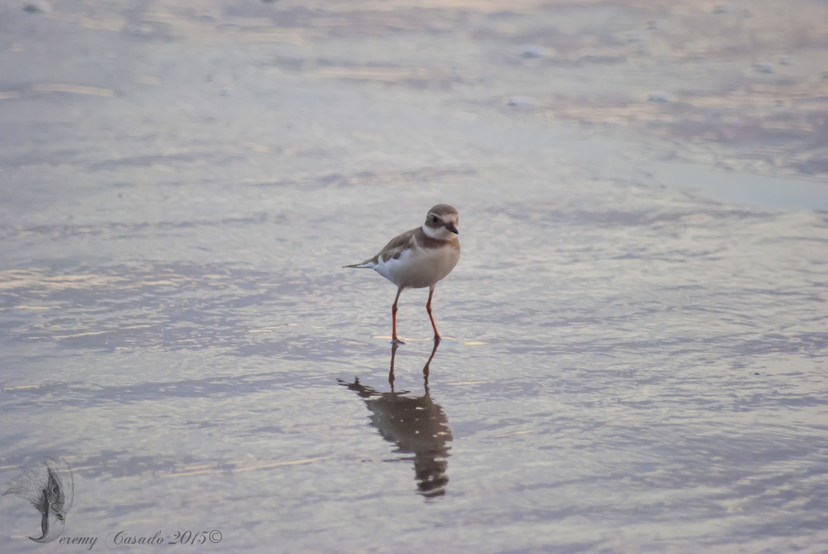 Semipalmated Plover - ML21934801