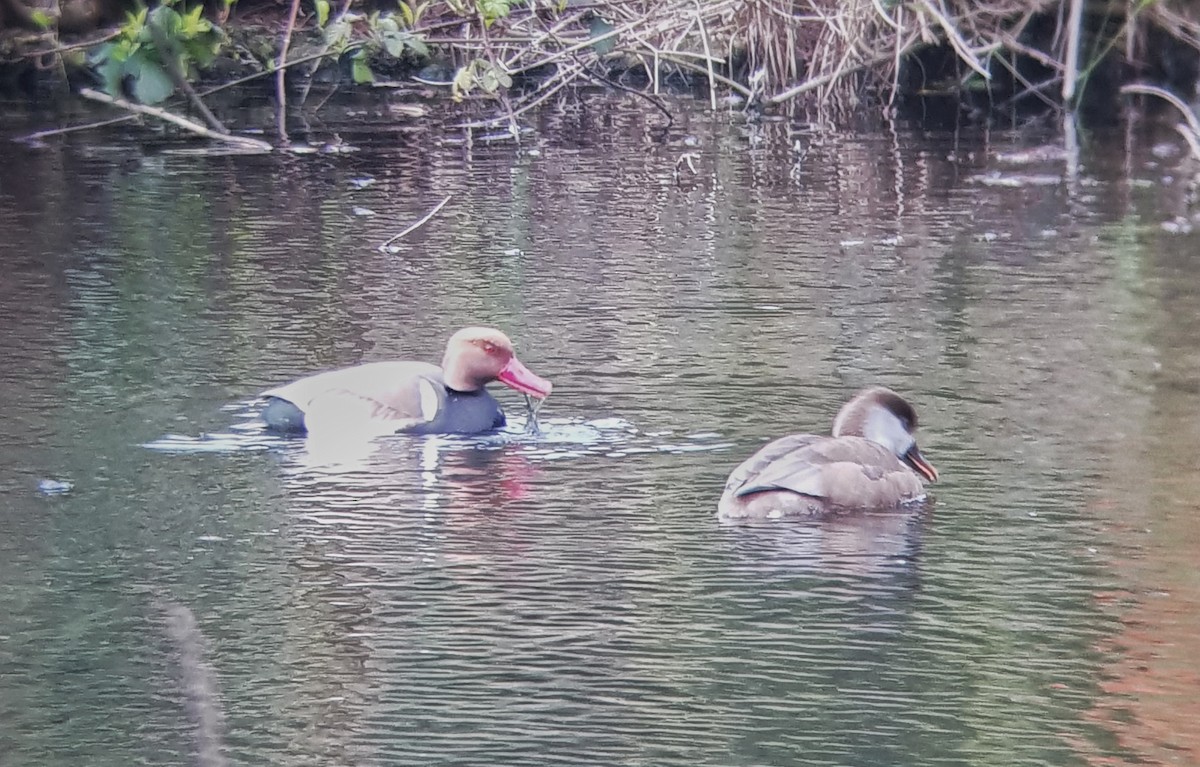 Red-crested Pochard - ML219348801