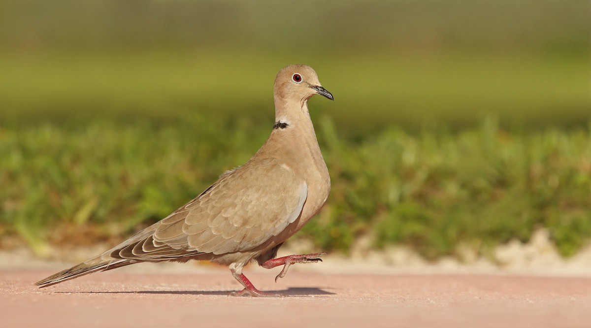 Eurasian Collared-Dove - Ryan Schain