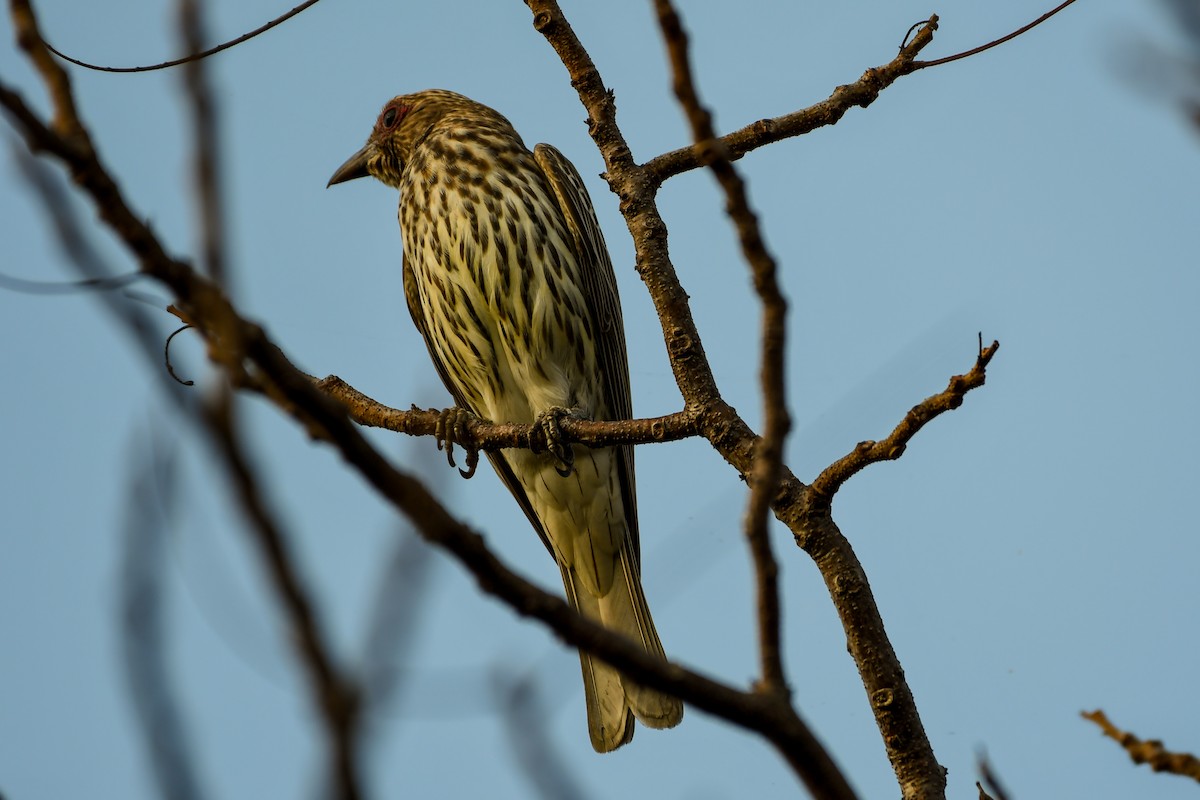 Australasian Figbird - ML219349031