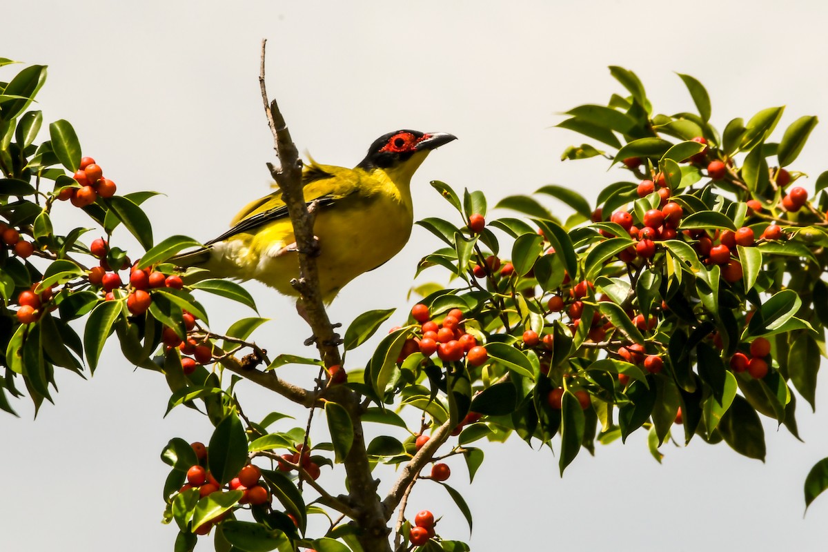 Australasian Figbird - ML219349231