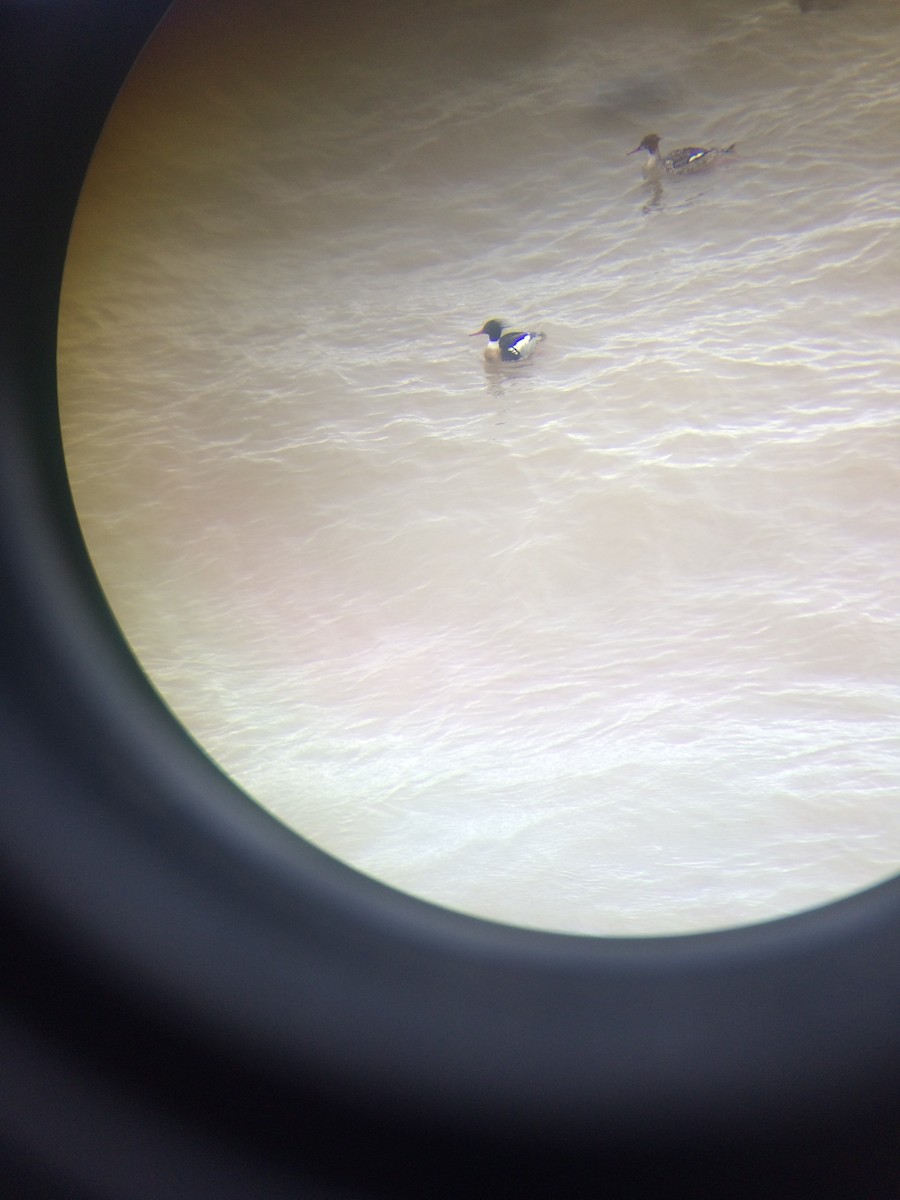 Red-breasted Merganser - ML219350731