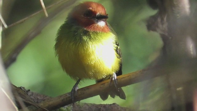 Johnson's Tody-Flycatcher - ML219350921