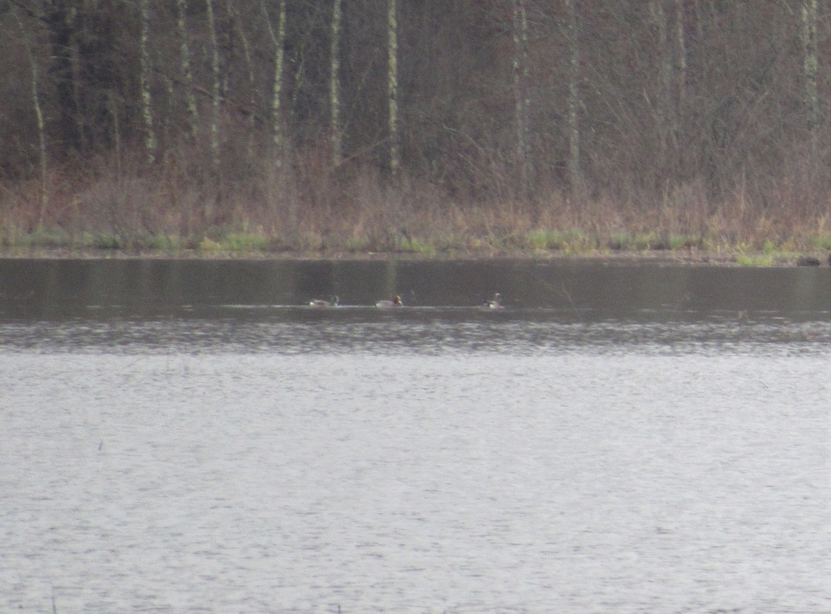 Eurasian Wigeon - ML219351051