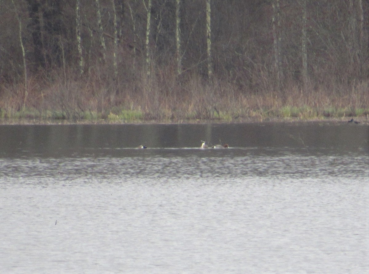 Eurasian Wigeon - ML219351131