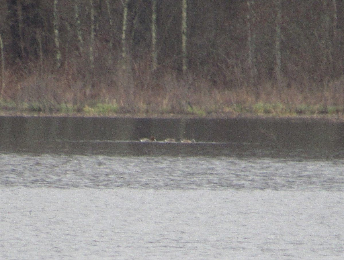 Eurasian Wigeon - ML219351231