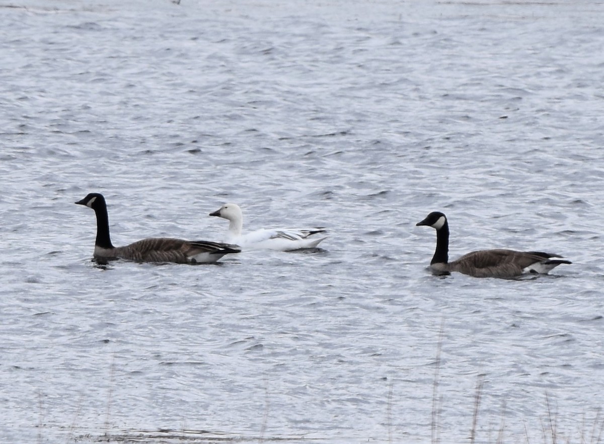 Snow Goose - ML219352471