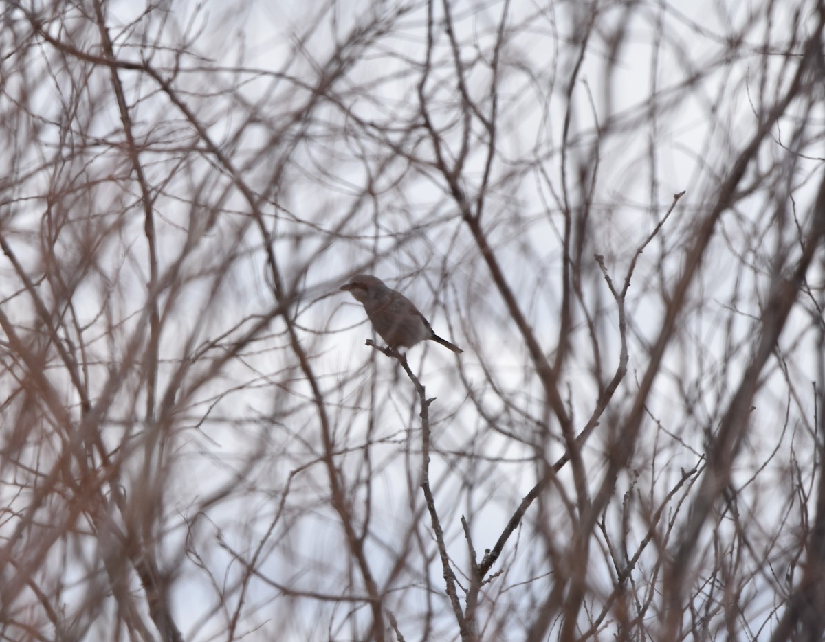 Northern Shrike - ML219352521