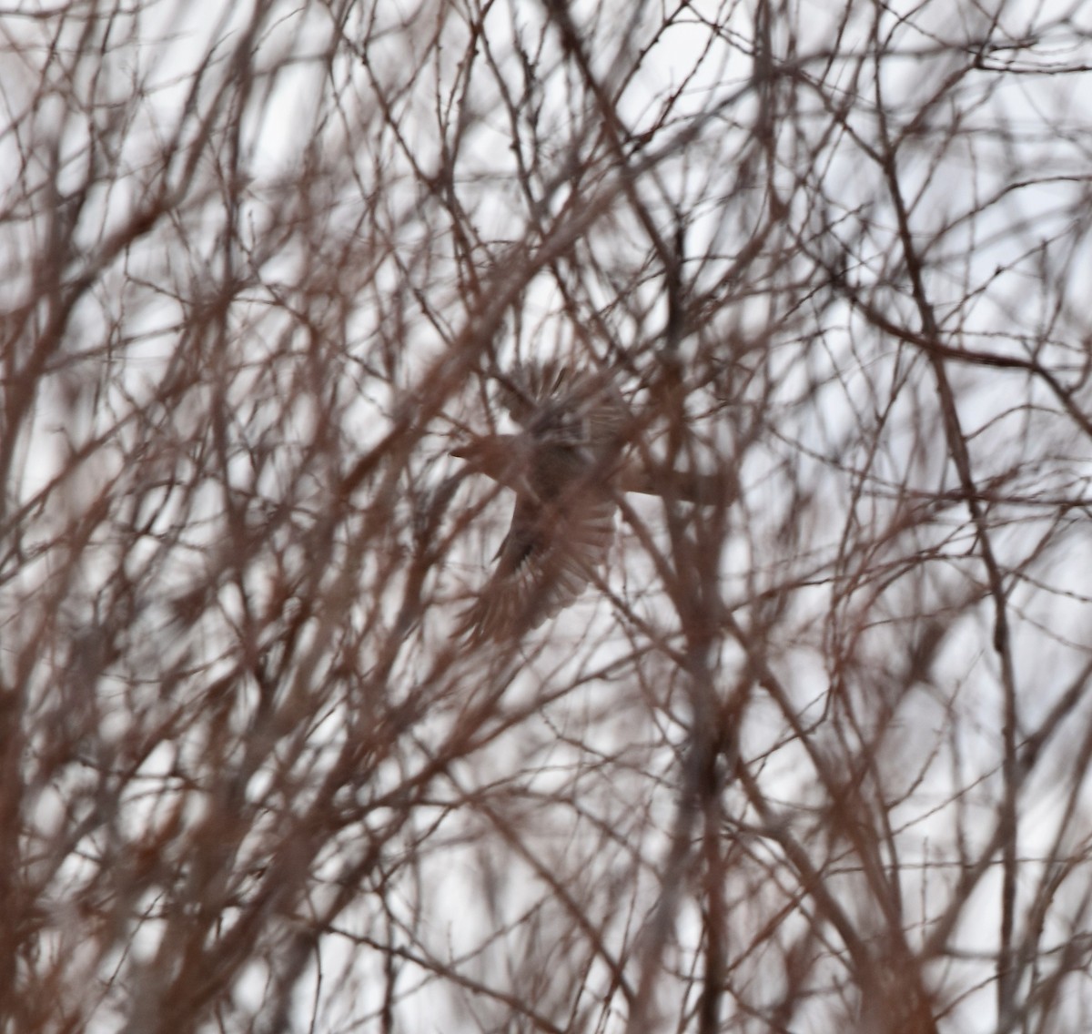 Northern Shrike - ML219352551