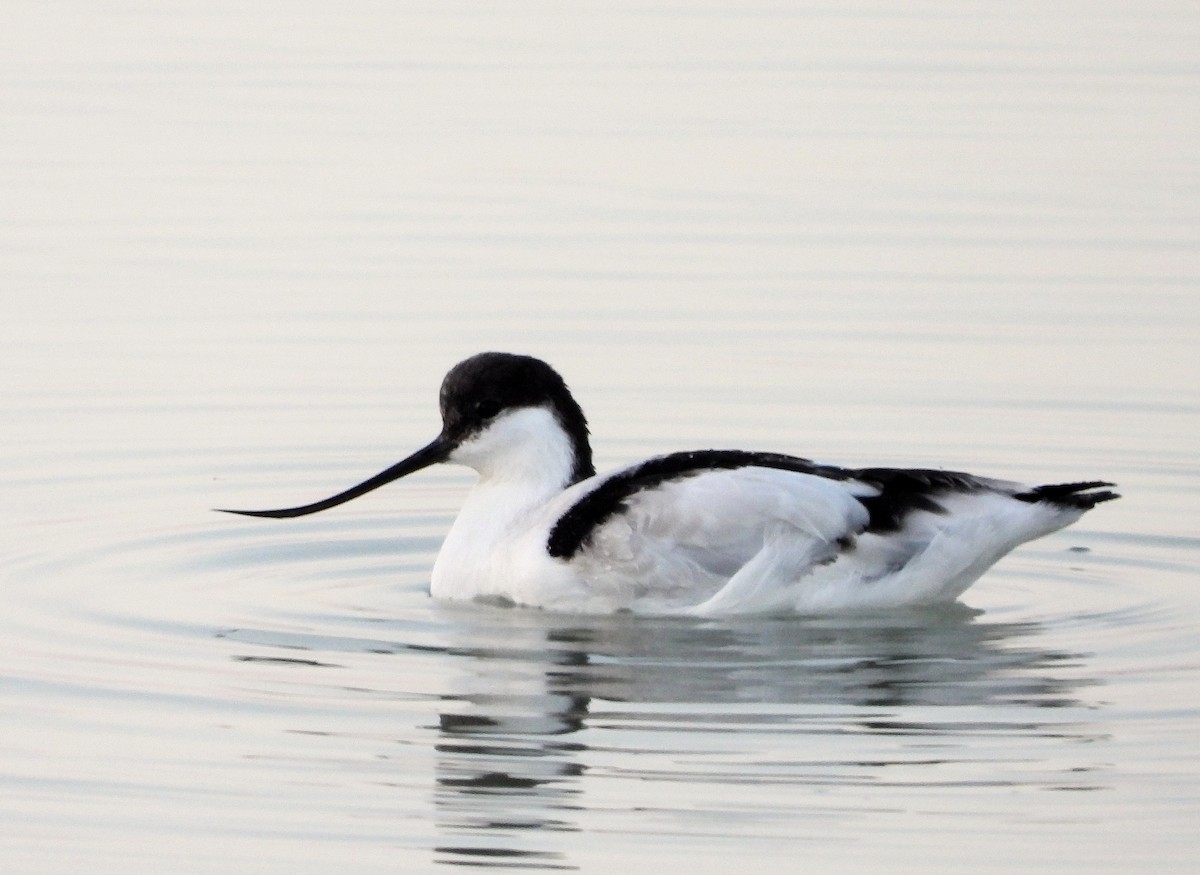 Pied Avocet - ML219354781