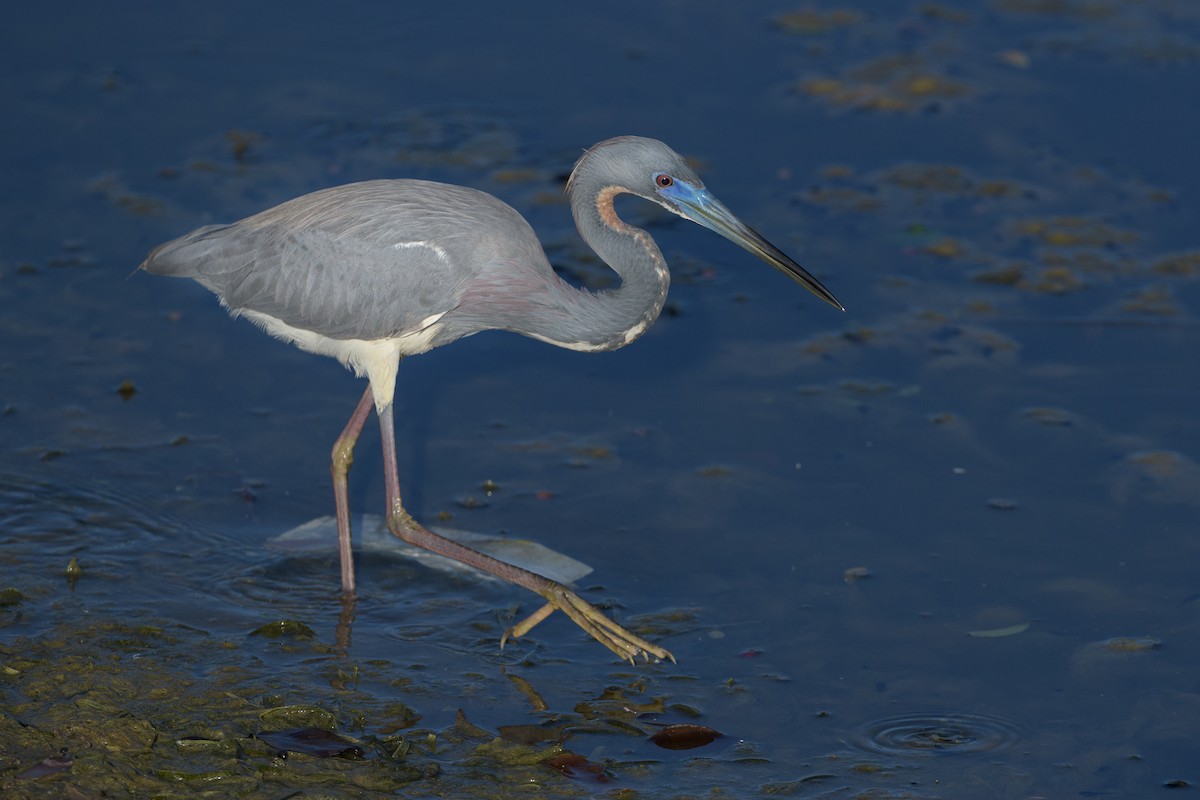 Little Blue Heron - ML219356631