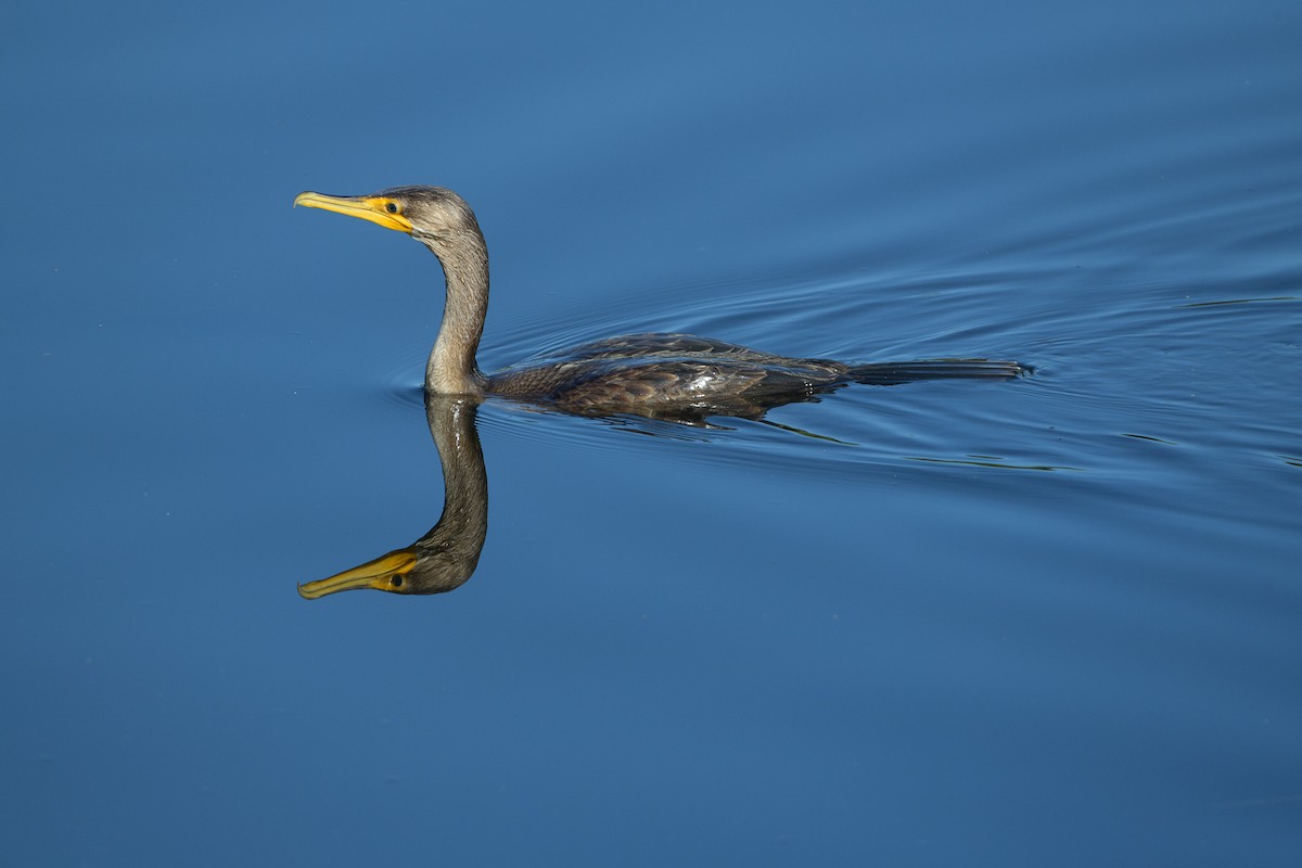 Double-crested Cormorant - ML219356711