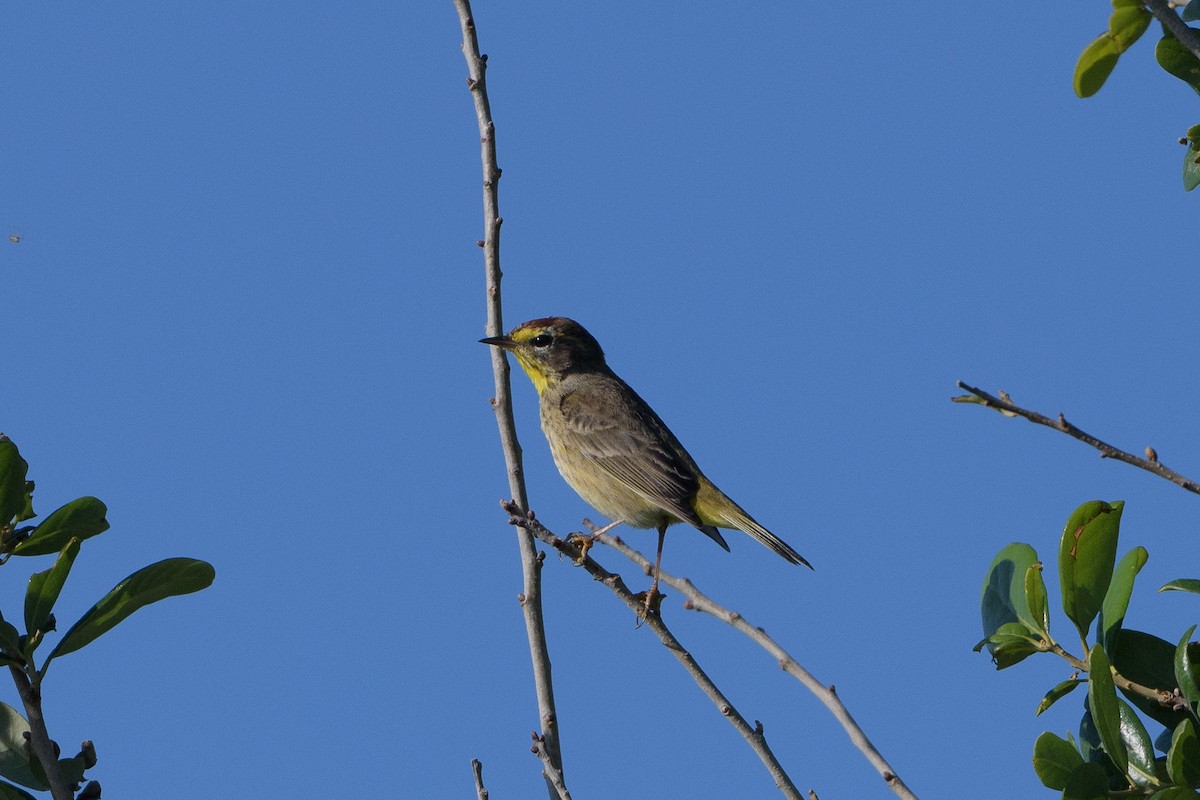 Palm Warbler - ML219356871