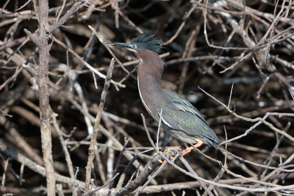 Green Heron - ML219356991