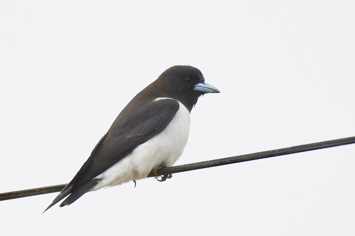 Great Woodswallow - ML219357191