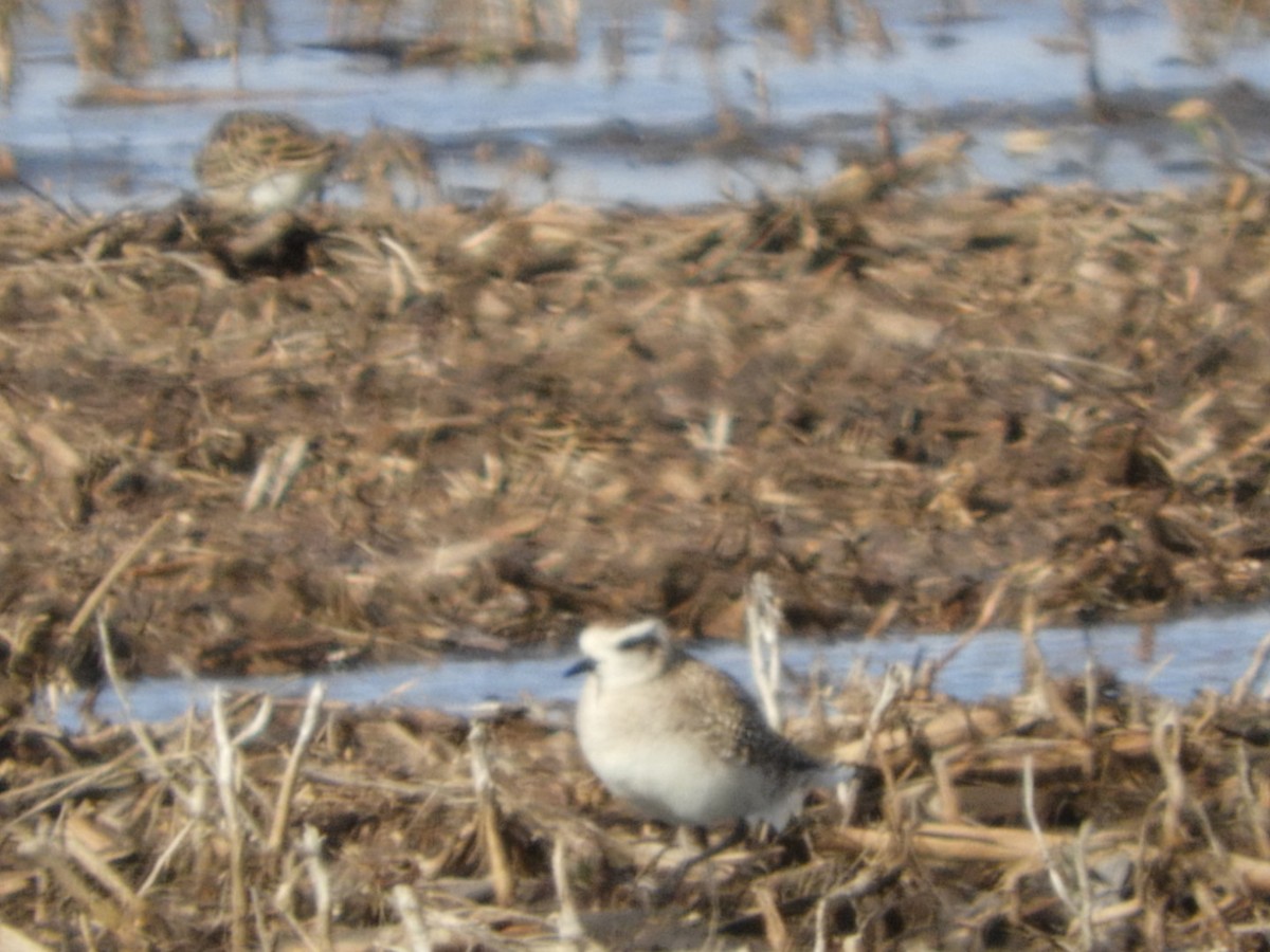 American Golden-Plover - ML219358781