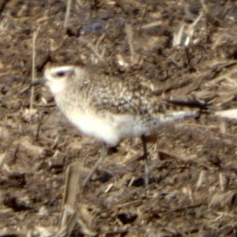 American Golden-Plover - Lois Rockhill