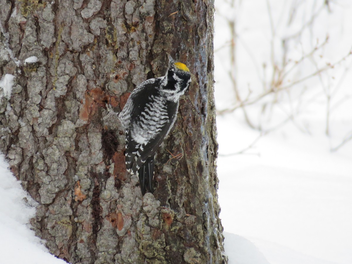 American Three-toed Woodpecker - ML21935981