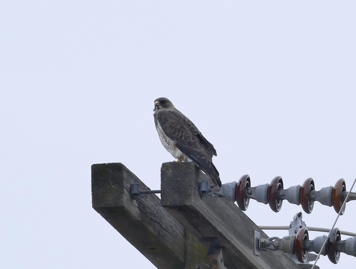 Swainson's Hawk - ML219360921