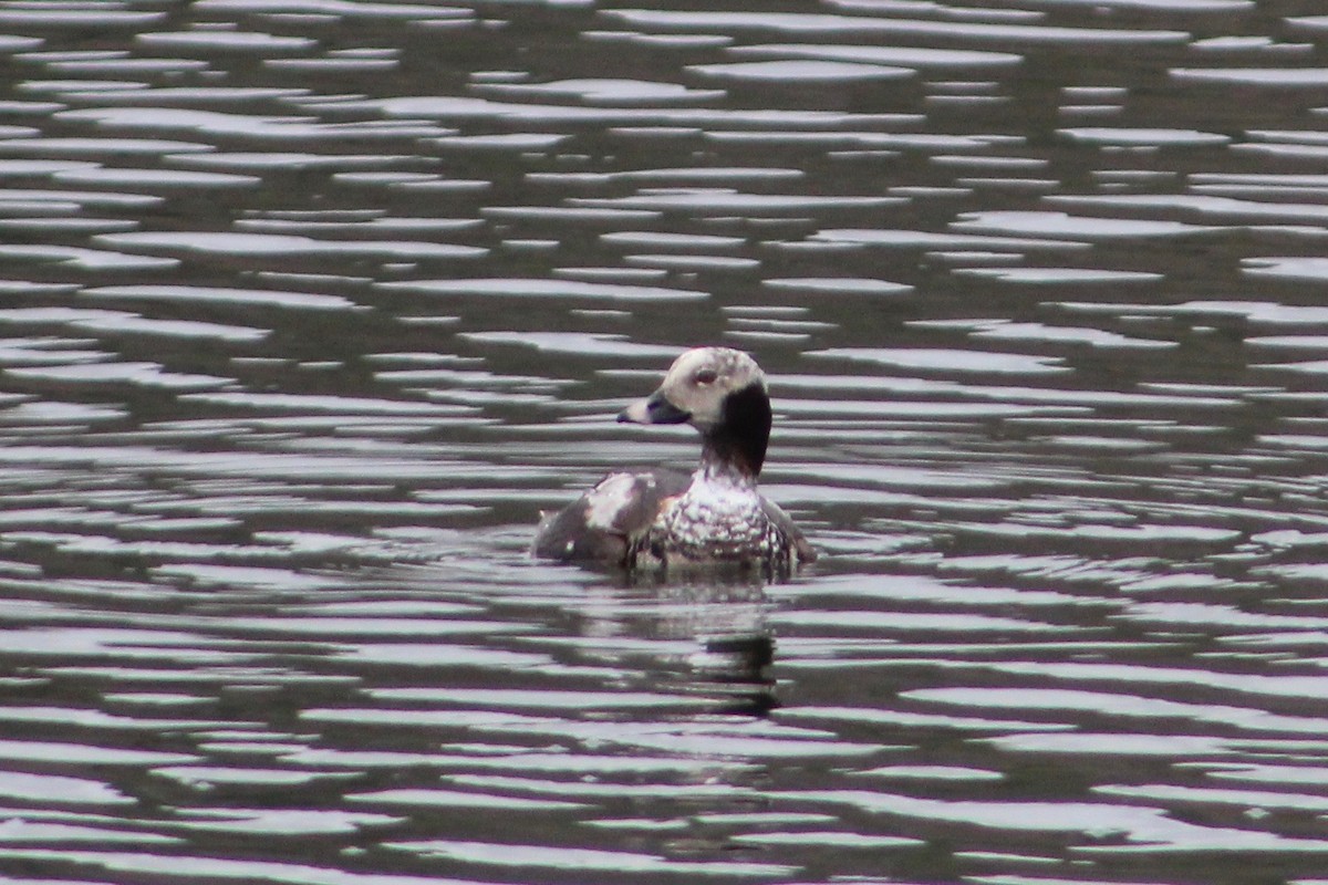 Long-tailed Duck - ML219361081