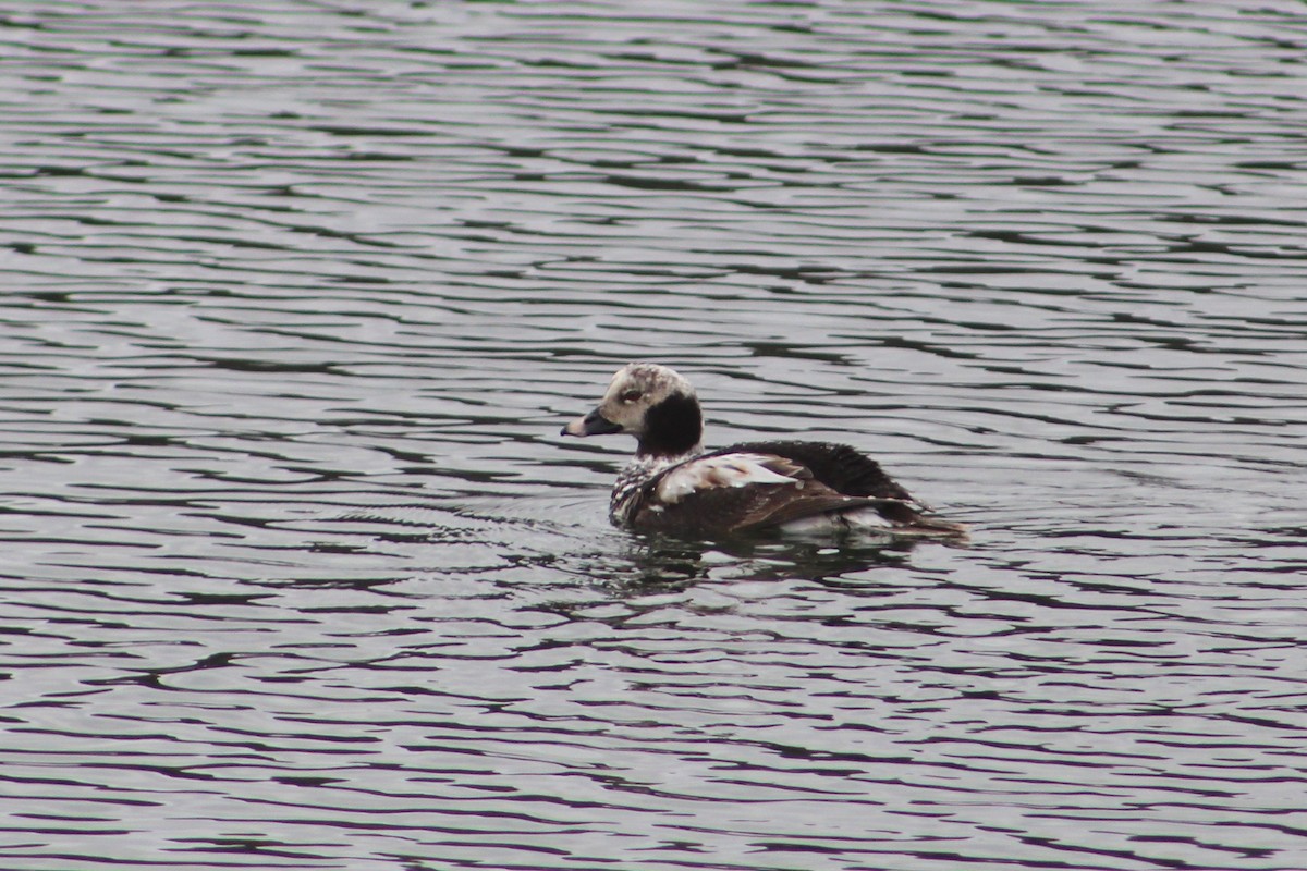 Long-tailed Duck - ML219361141