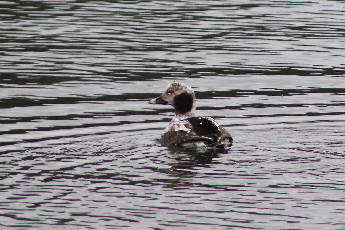 Long-tailed Duck - ML219361211