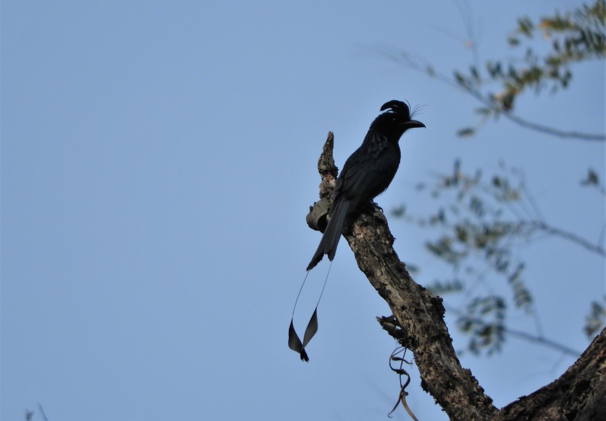 Greater Racket-tailed Drongo - ML219362791