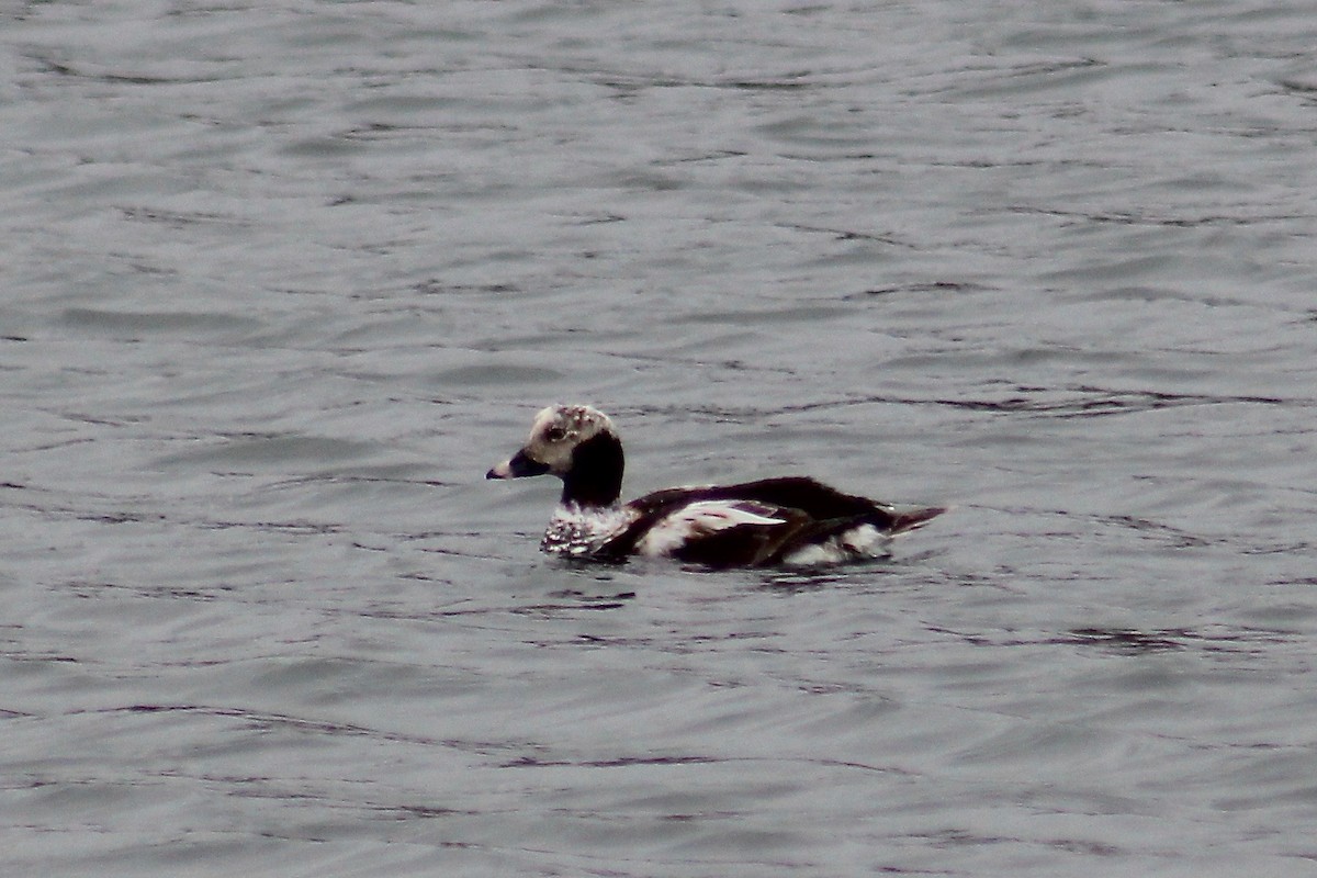 Long-tailed Duck - ML219362851