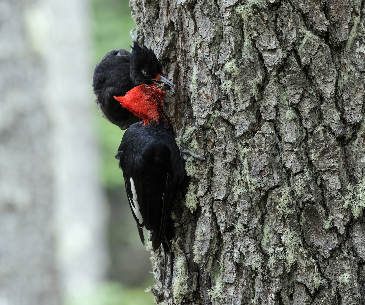 Magellanic Woodpecker - Nick Athanas