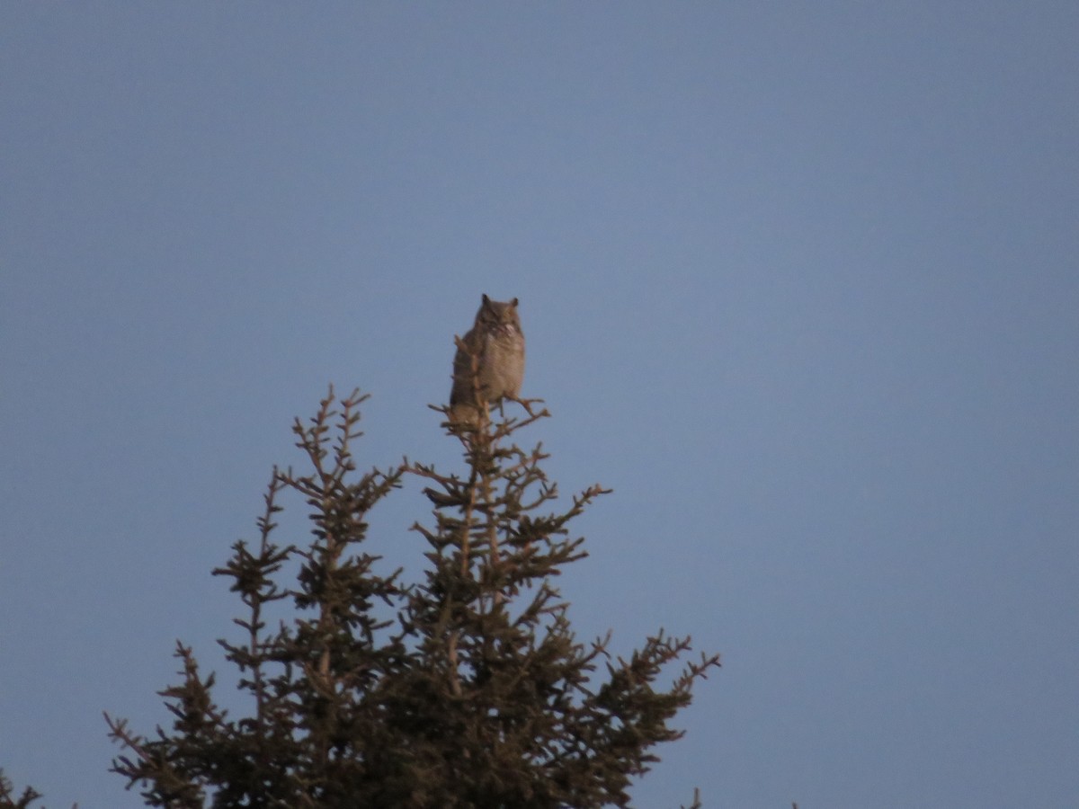 Great Horned Owl - ML21936821