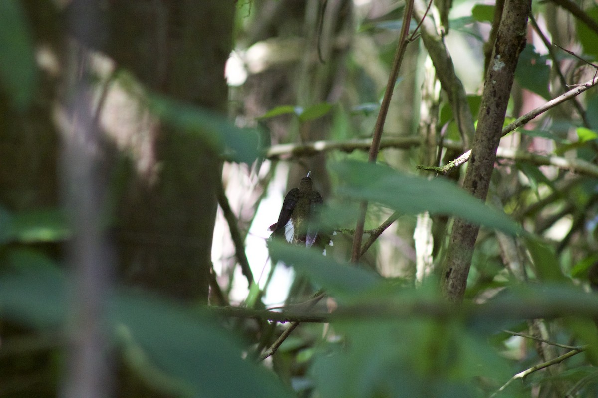 Полосатохвостый колибри-отшельник - ML219368521
