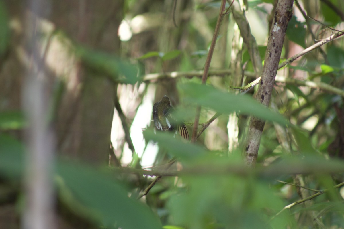 Band-tailed Barbthroat - ML219368531