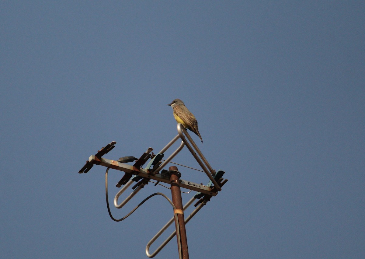 Cassin's Kingbird - ML219368641