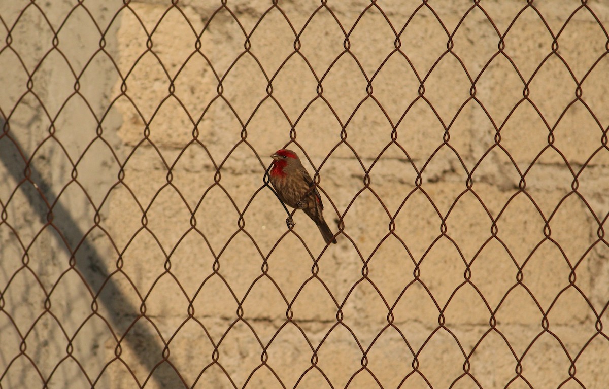 House Finch - ML219368651