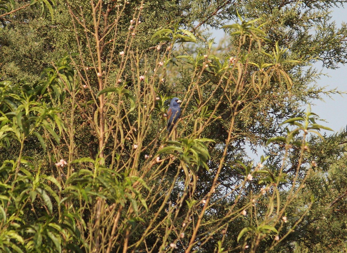 Blue Grosbeak - ML219368721