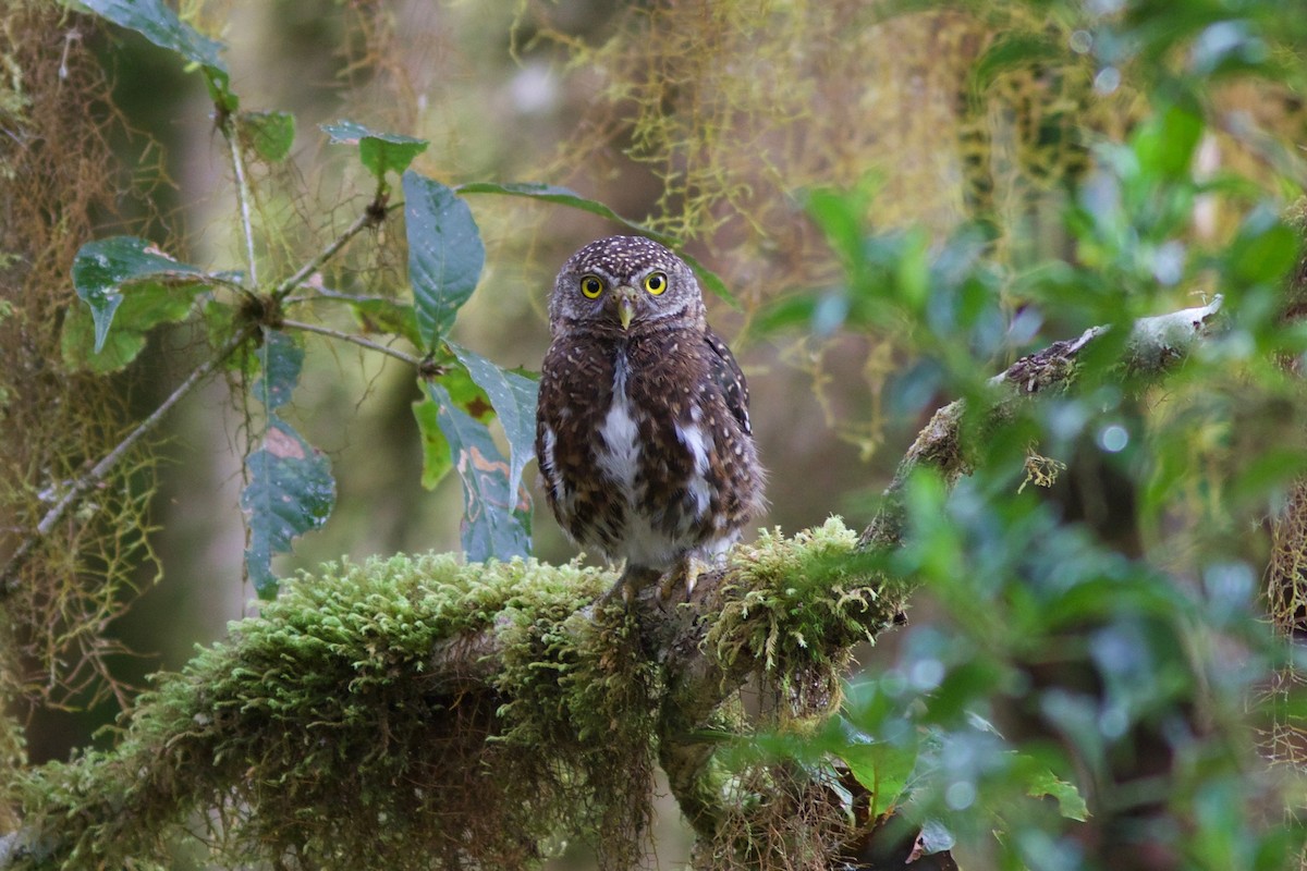 Costa Rican Pygmy-Owl - ML219369021