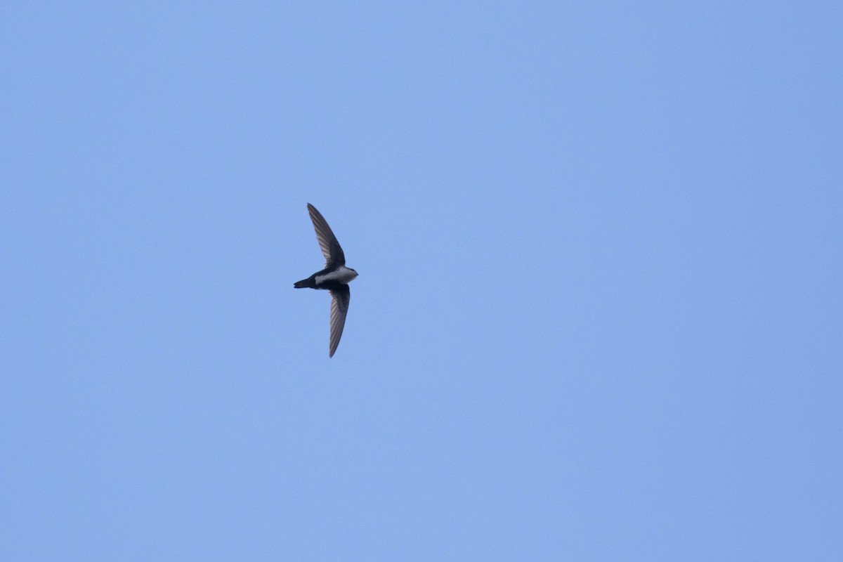 White-throated Swift - ML219369121