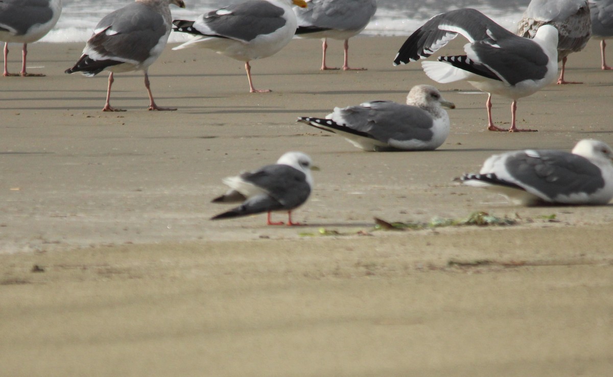 Red-legged Kittiwake - ML21937011