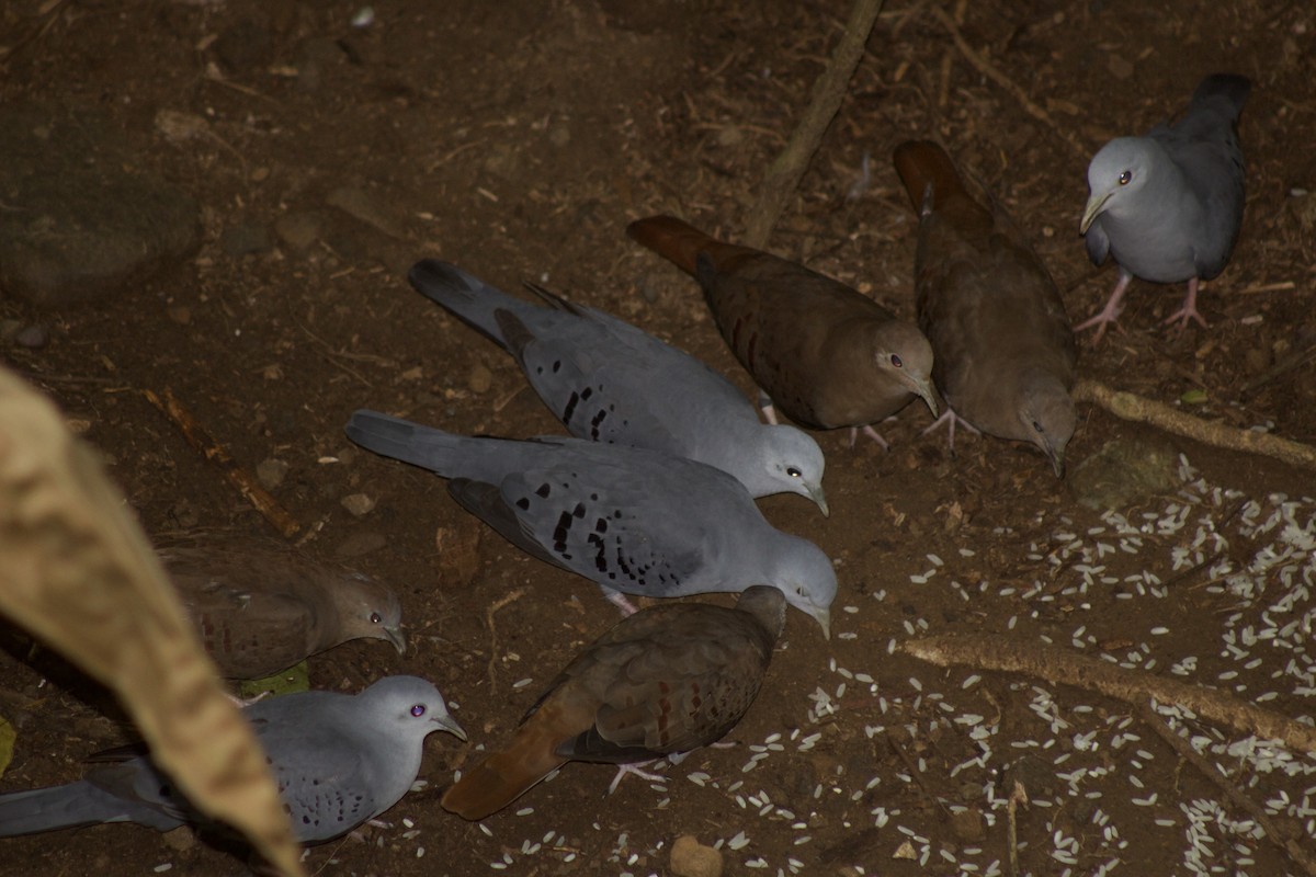 Ruddy Ground Dove - Andrew Jacobson