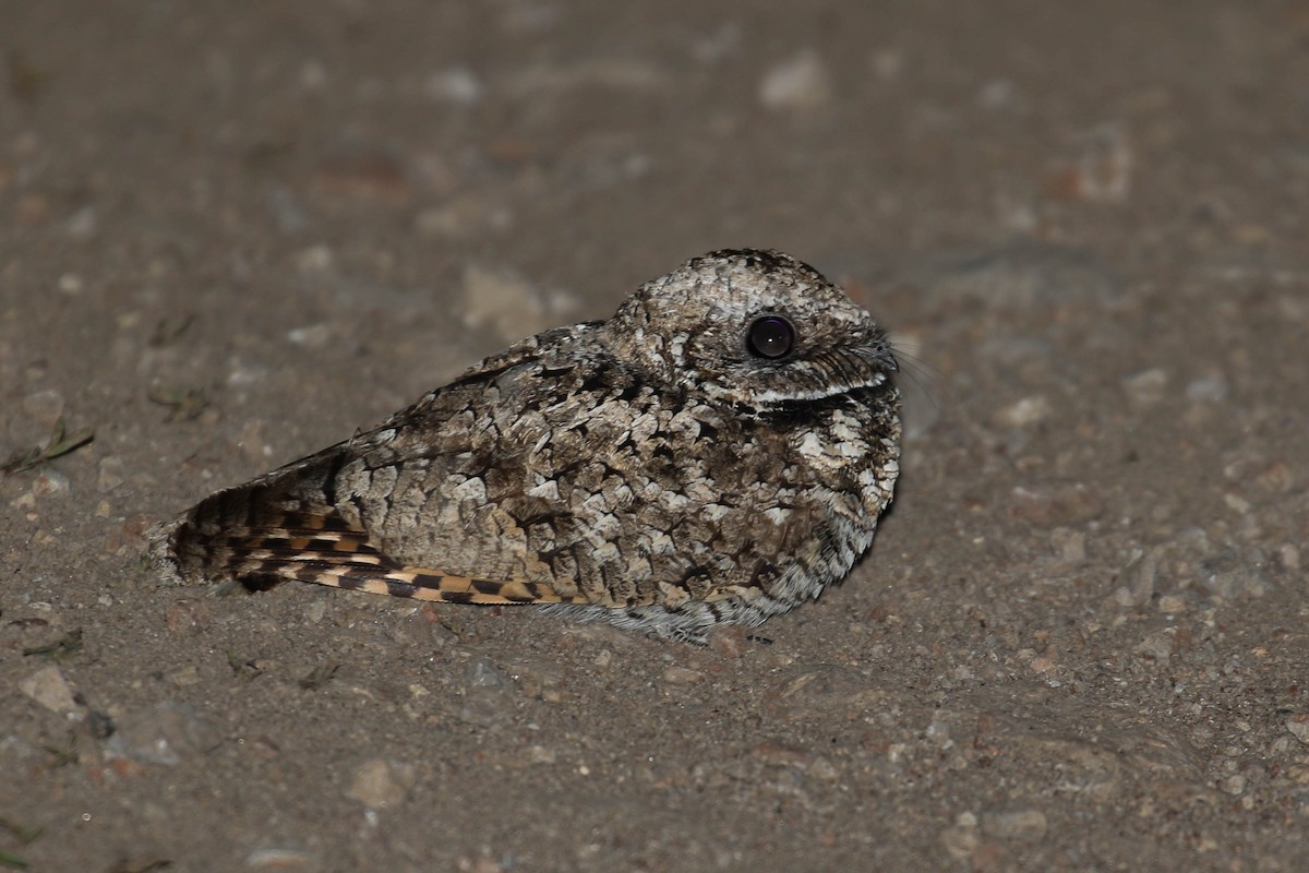 Common Poorwill - Alex Lamoreaux