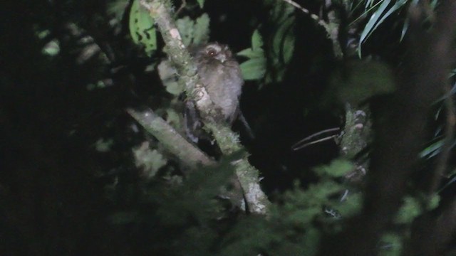 Long-whiskered Owlet - ML219370631