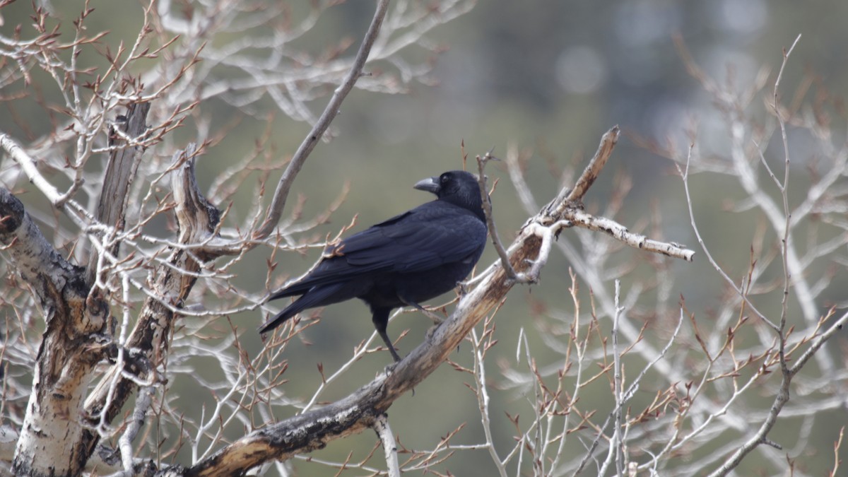 American Crow - ML219371611