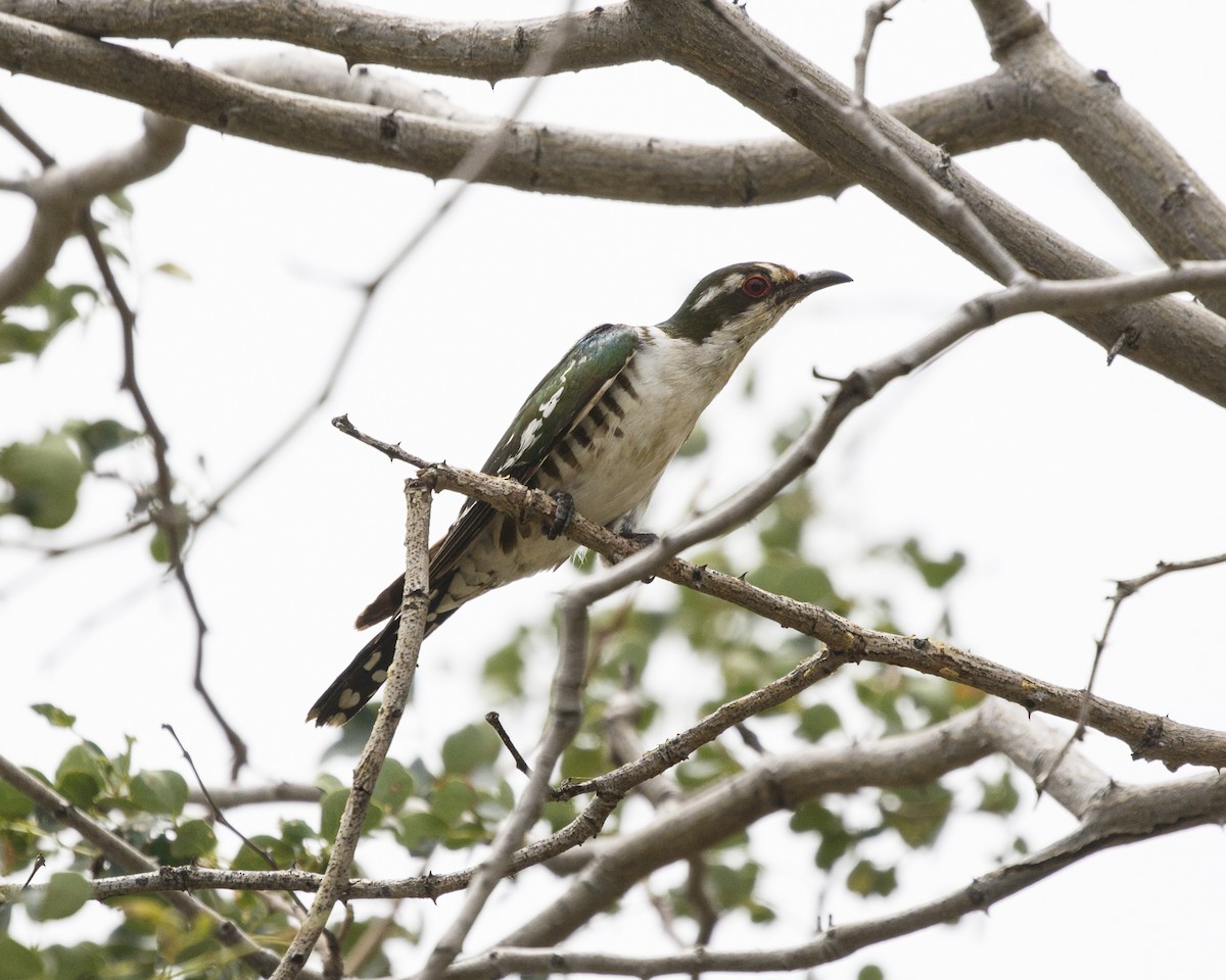 Dideric Cuckoo - Silvia Faustino Linhares