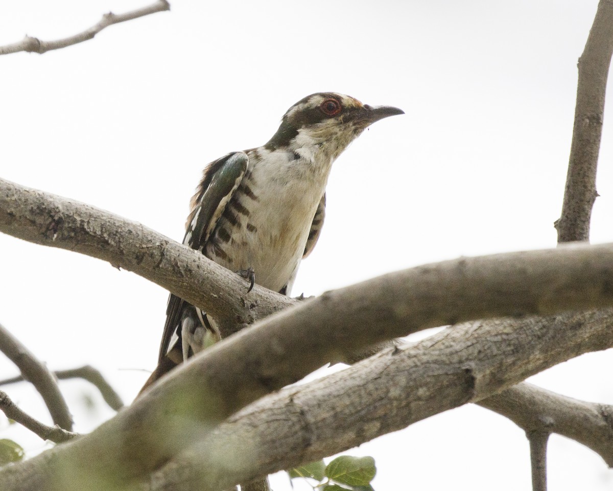 Dideric Cuckoo - Silvia Faustino Linhares