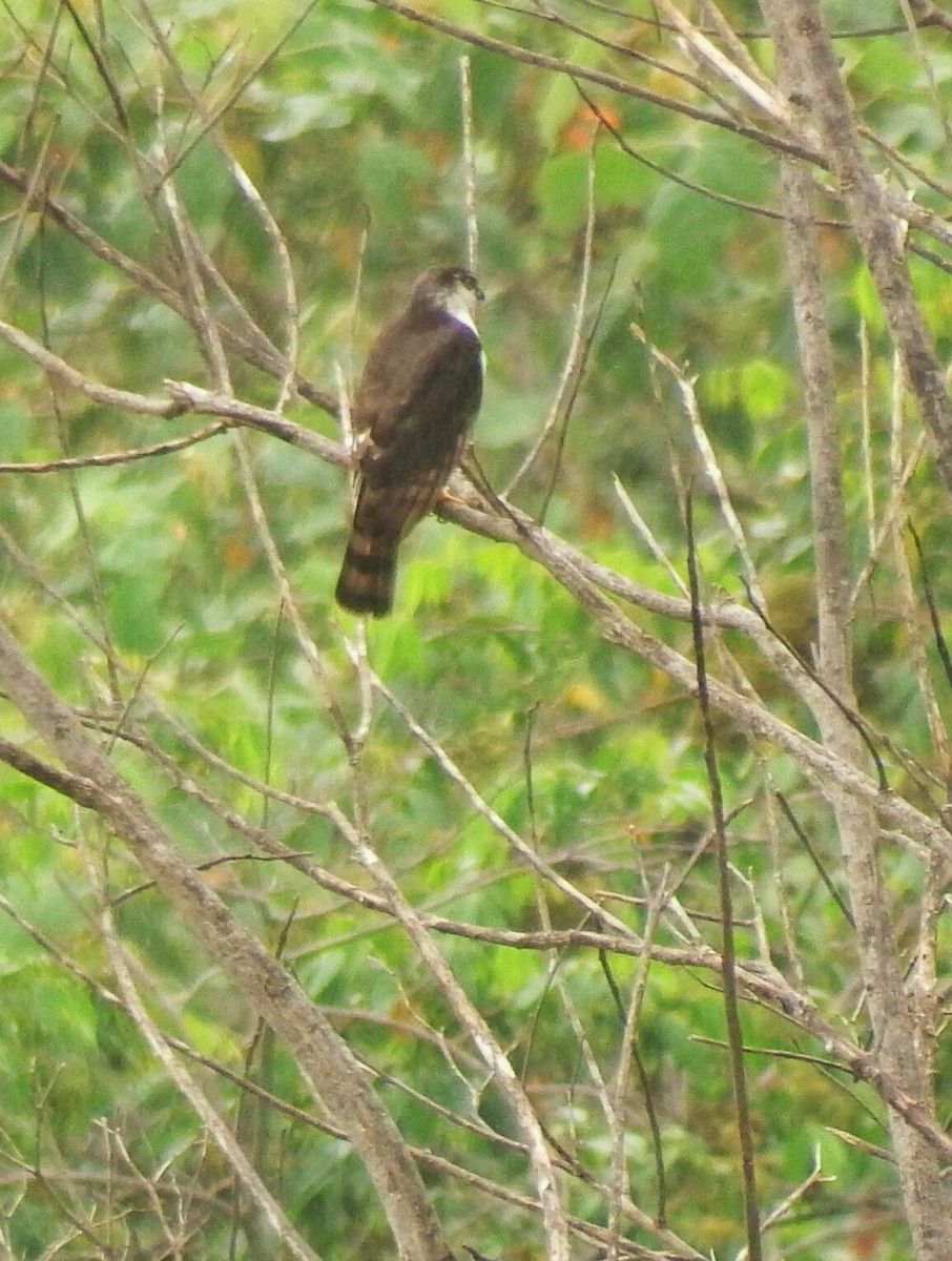 Sharp-shinned Hawk (White-breasted) - Gilberto Flores-Walter (Feathers Birding)