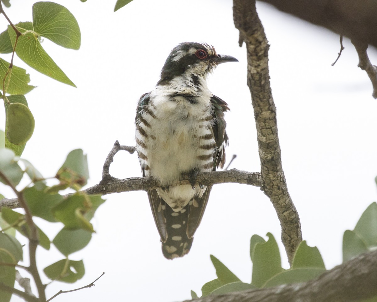 Dideric Cuckoo - Silvia Faustino Linhares