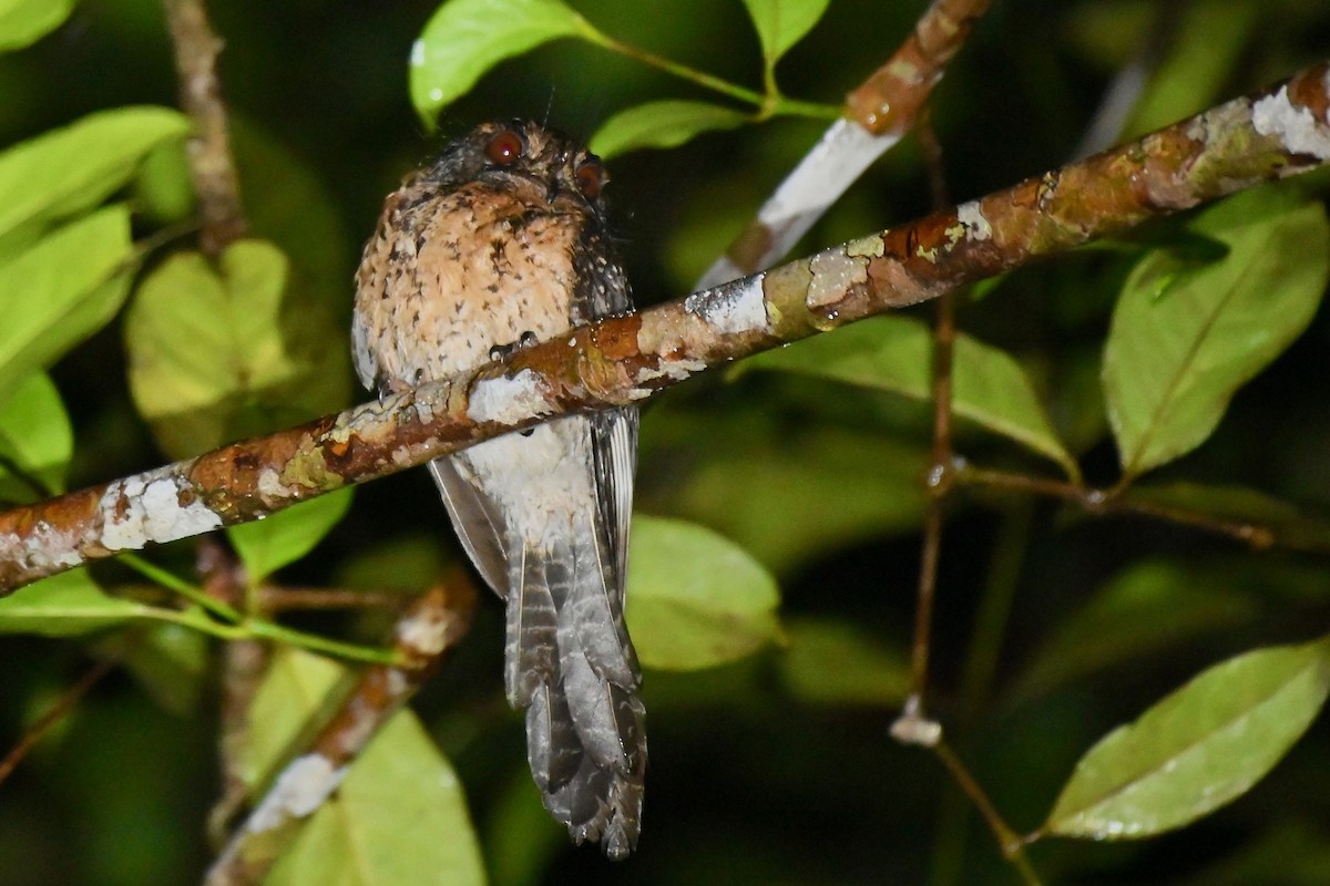 Wallace's Owlet-nightjar - ML219372231