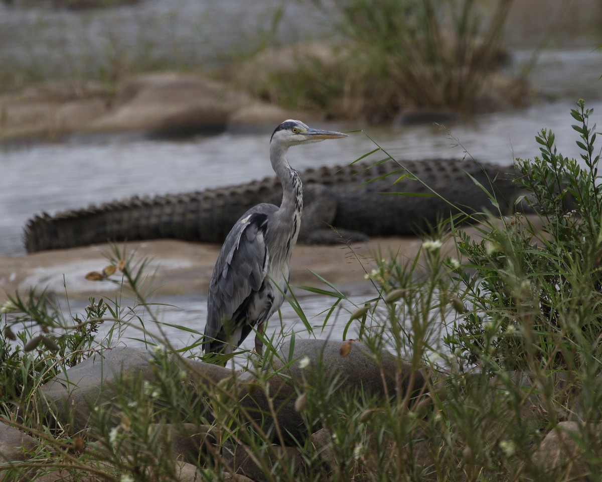 Gray Heron - Silvia Faustino Linhares