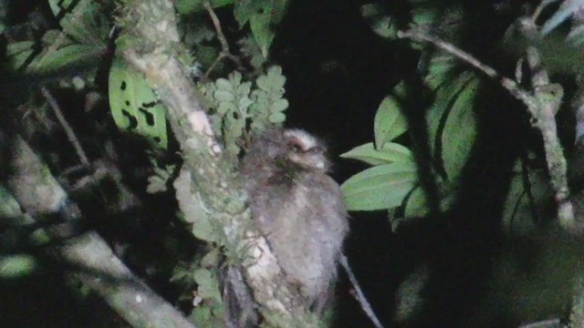 Long-whiskered Owlet - ML219372381